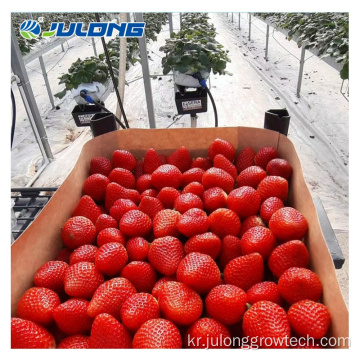 딸기 수경 성장 시스템 유리 온실